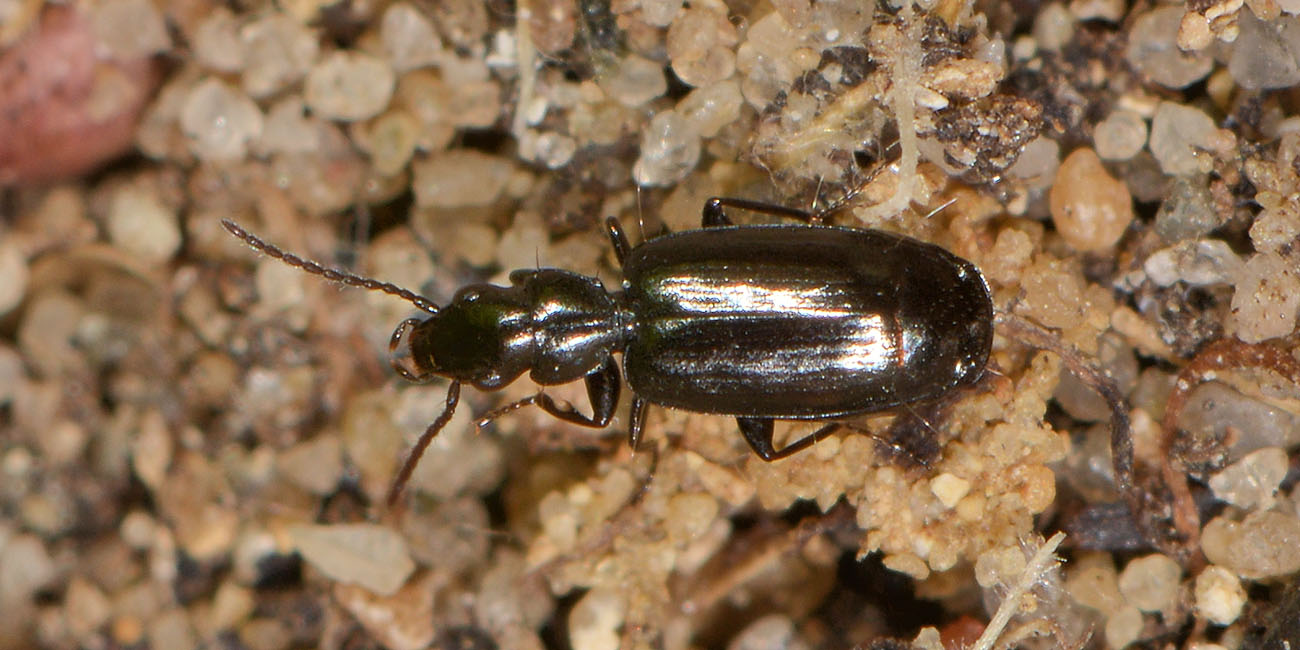 Carabidae: Microlestes sp.?     S !